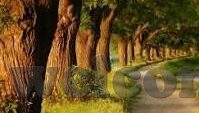 麻豆直播app二维码最新版-安全与理性地使用网络直播平台